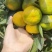 【蜜橘】云南蜜橘蜜桔颜色靓丽按需分拣打包加工电商批发都接