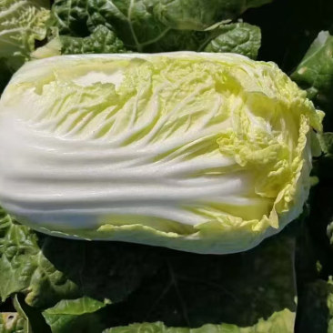 大娃娃