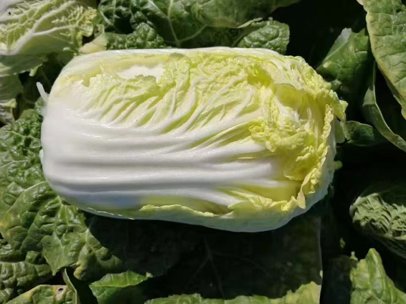 大娃娃