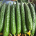 山东黄瓜密刺黄瓜产地直发货源充足欢迎致电咨询