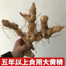 黄精新鲜鸡头黄精老虎姜煲汤泡酒黄精种芽种苗九蒸九晒药材