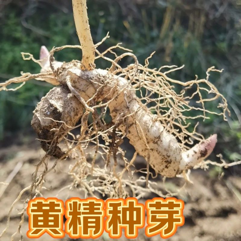 黄精新鲜鸡头黄精老虎姜煲汤泡酒黄精种芽种苗九蒸九晒药材