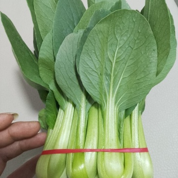 精品把子油菜