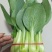 精品把子油菜