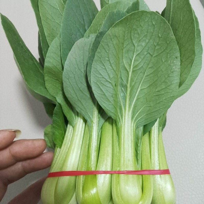 精品把子油菜