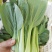 精品把子油菜