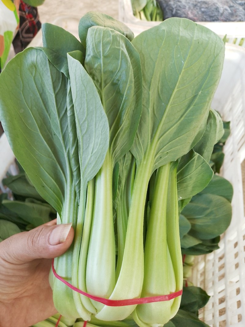 精品把子油菜