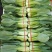 精品把子油菜
