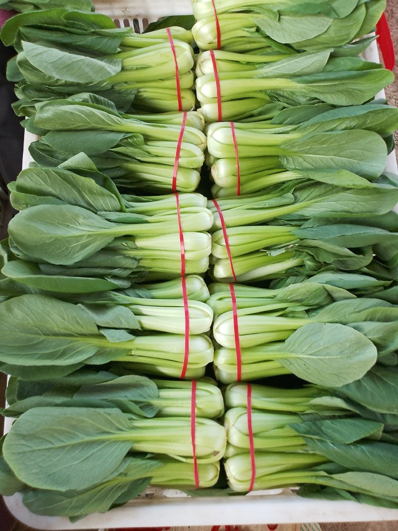 精品把子油菜