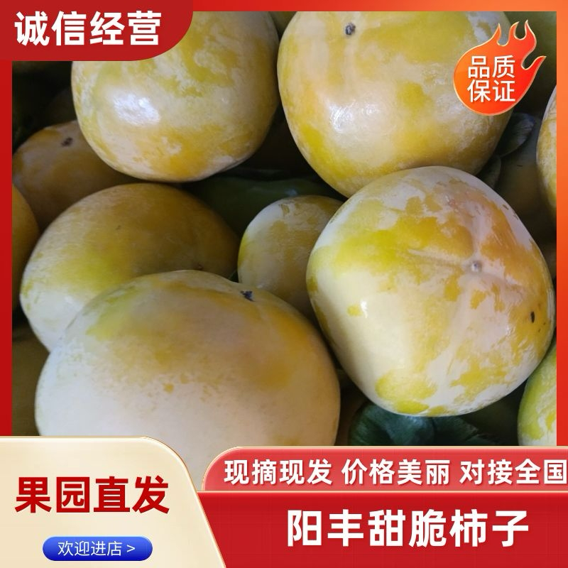 【山西】阳丰脆甜柿子大量出货视频看货欢迎采购