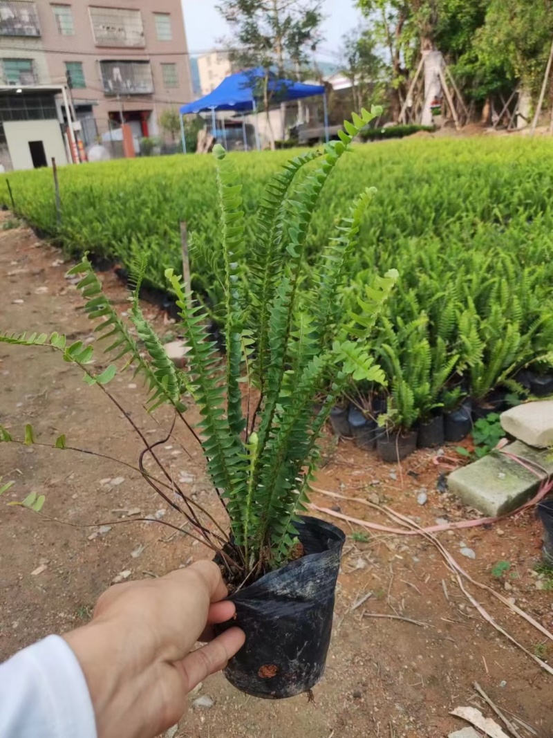 肾蕨，自销自产，精品货源，基地直供
