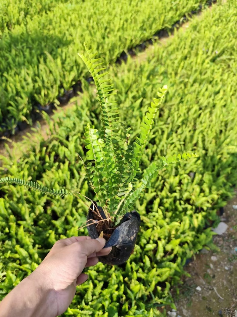 肾蕨，自销自产，精品货源，基地直供