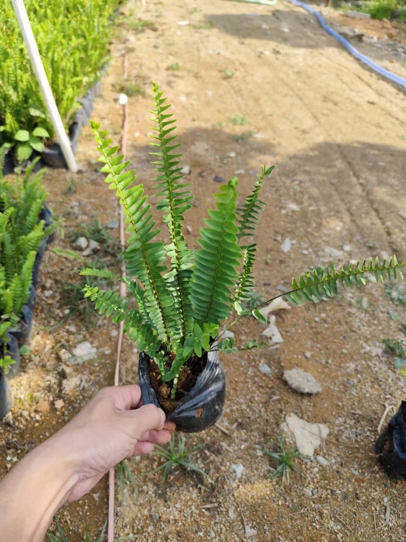 肾蕨，自销自产，精品货源，基地直供