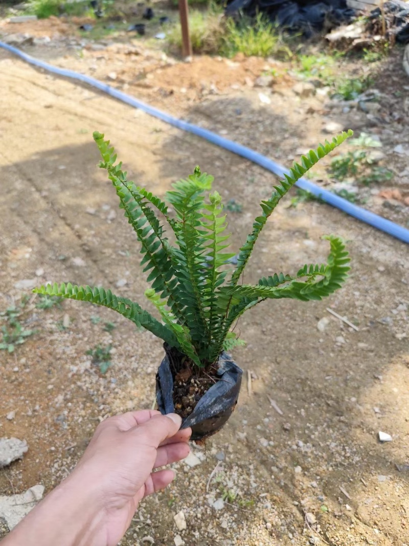 肾蕨，自销自产，精品货源，基地直供