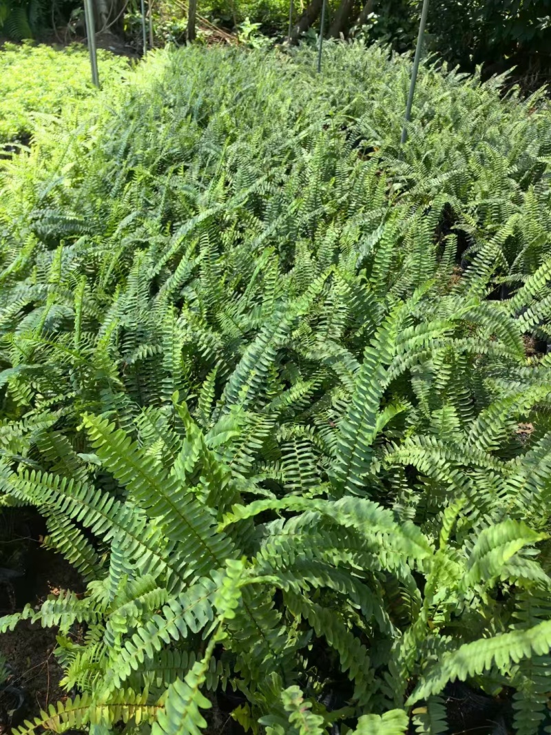肾蕨，自销自产，精品货源，基地直供