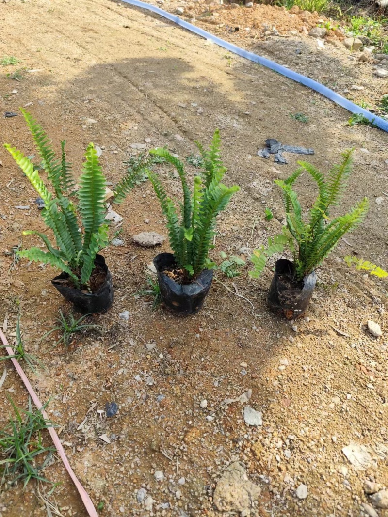 肾蕨，自销自产，精品货源，基地直供