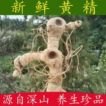 新鲜黄精现挖现发鸡头黄精深山生老虎姜鸡头甜黄精