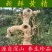 新鲜黄精现挖现发鸡头黄精深山生老虎姜鸡头甜黄精