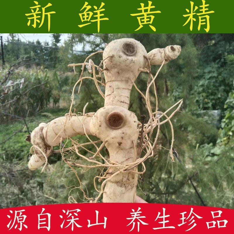 新鲜黄精现挖现发鸡头黄精深山生老虎姜鸡头甜黄精