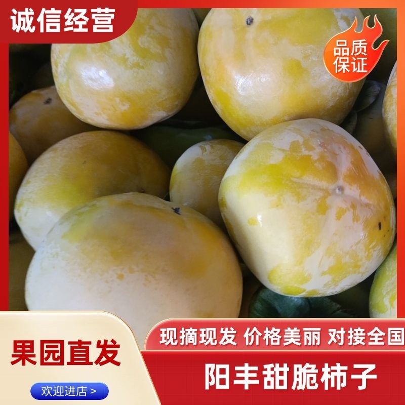 【山西】阳丰脆甜柿子大量出货视频看货欢迎采购