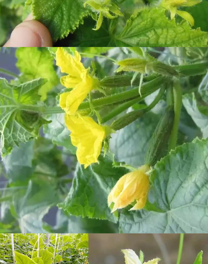 专门提龙头花打顶瓜打顶龙头不长黄瓜快速提龙头腐殖酸水溶肥