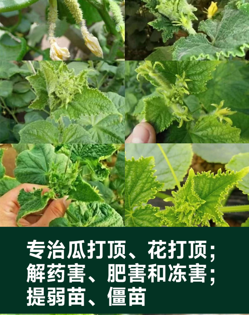 专门提龙头花打顶瓜打顶龙头不长黄瓜快速提龙头腐殖酸水溶肥