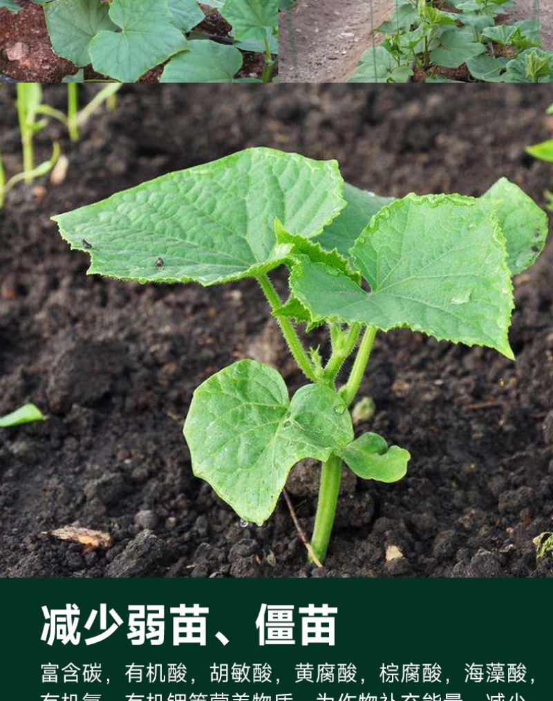 专门提龙头花打顶瓜打顶龙头不长黄瓜快速提龙头腐殖酸水溶肥