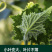 专门提龙头花打顶瓜打顶龙头不长黄瓜快速提龙头腐殖酸水溶肥