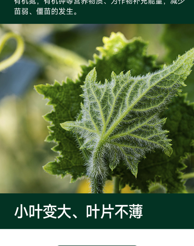 专门提龙头花打顶瓜打顶龙头不长黄瓜快速提龙头腐殖酸水溶肥