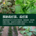 专门提龙头花打顶瓜打顶龙头不长黄瓜快速提龙头腐殖酸水溶肥