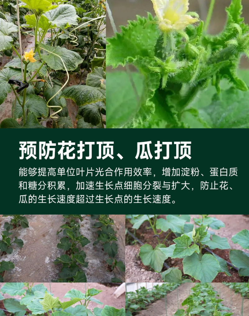 专门提龙头花打顶瓜打顶龙头不长黄瓜快速提龙头腐殖酸水溶肥