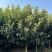 中华木绣球D4cm、5cm，基地有量欢迎订购。