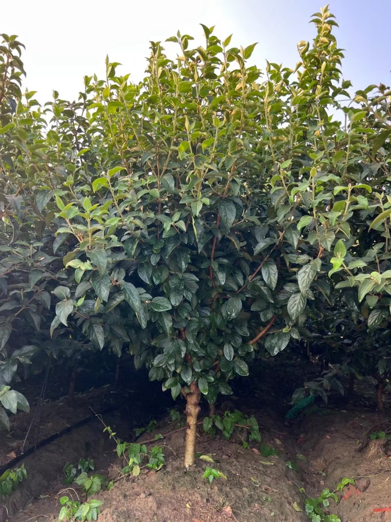 中华木绣球D4cm、5cm，基地有量欢迎订购。