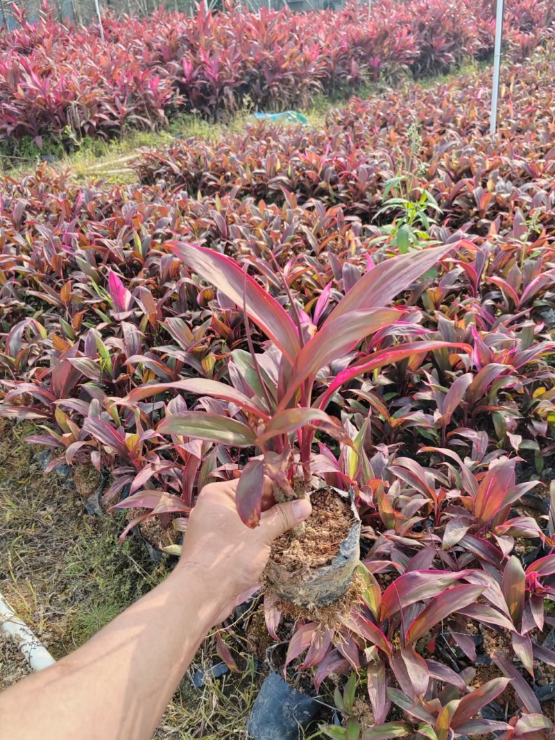 亮叶朱蕉，自家基地货源，价格便宜，