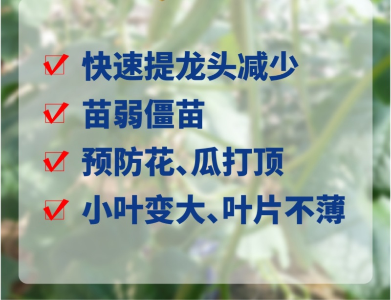 专门提龙头花打顶瓜打顶龙头不长黄瓜快速提龙头腐殖酸水溶肥