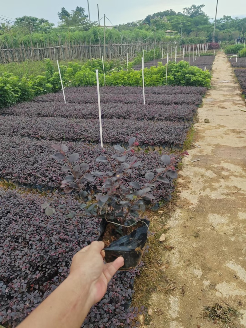 基地直供，红继木，一手货源