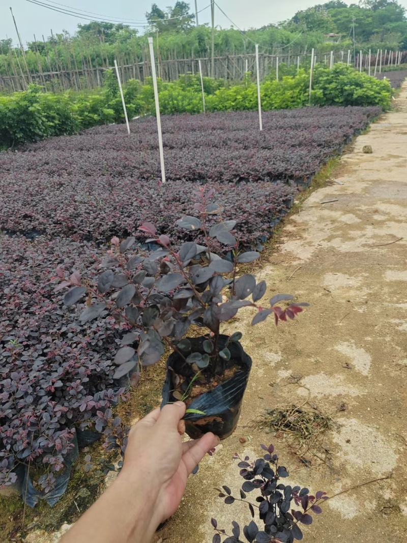 基地直供，红继木，一手货源