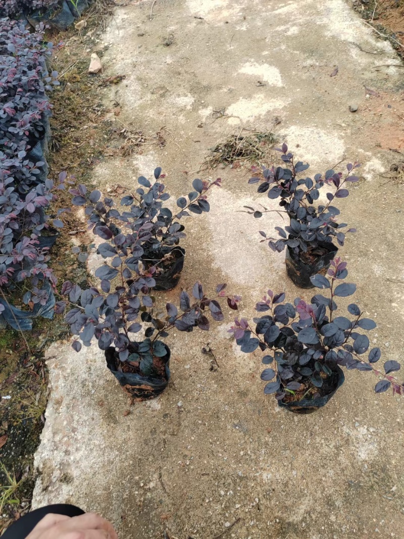 基地直供，红继木，一手货源