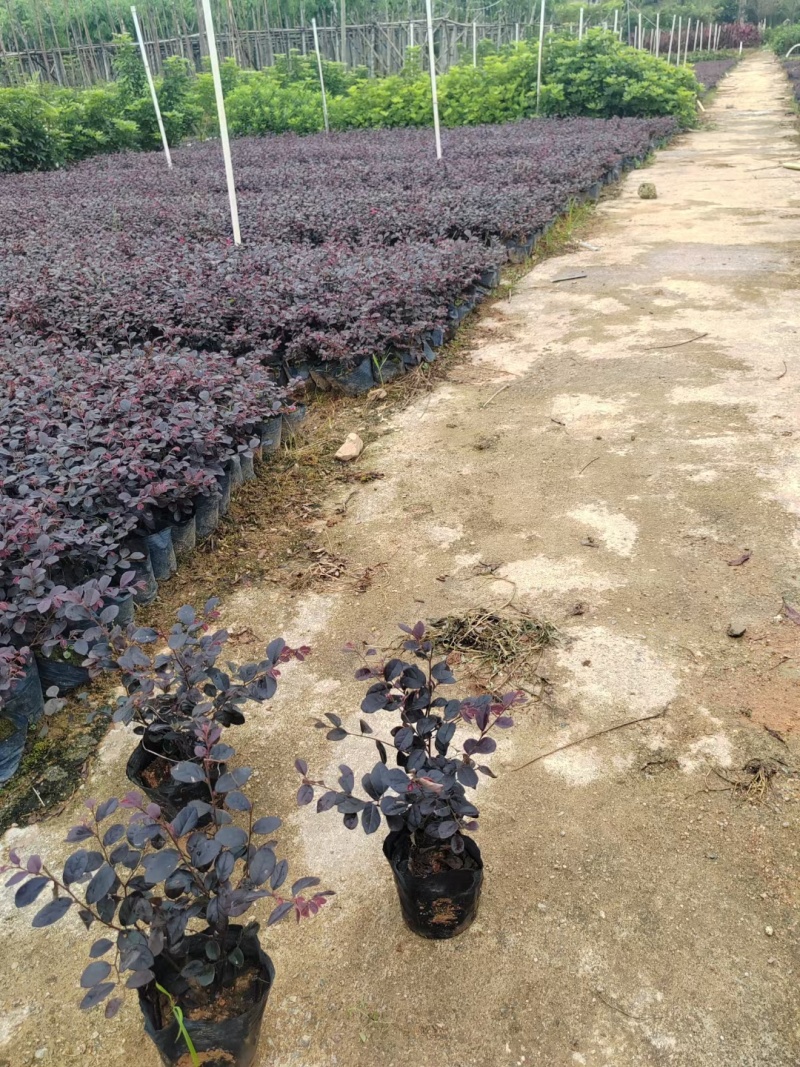 基地直供，红继木，一手货源