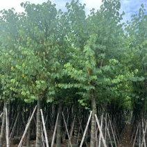 宫粉紫荆骨架10至18公分现货直销