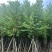 宫粉紫荆骨架10至18公分现货直销