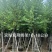 宫粉紫荆骨架10至18公分现货直销