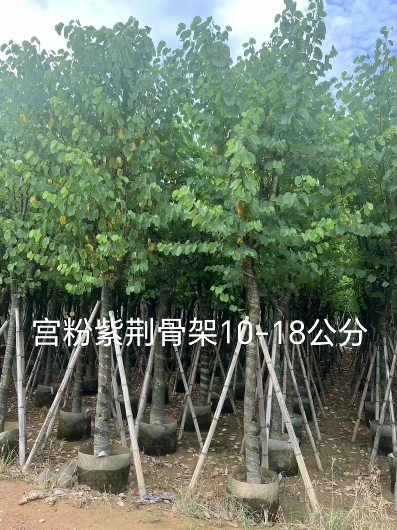 宫粉紫荆骨架10至18公分现货直销