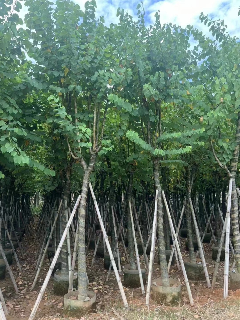 宫粉紫荆骨架10至18公分现货直销