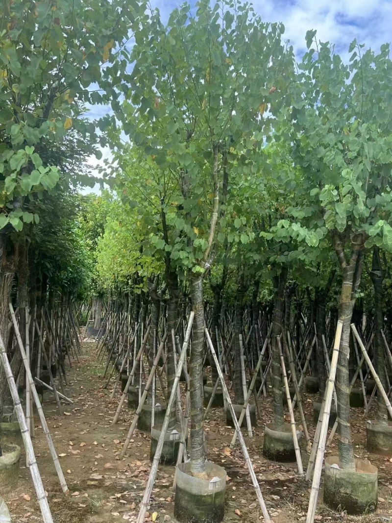 宫粉紫荆骨架10至18公分现货直销