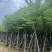 宫粉紫荆骨架10至18公分现货直销