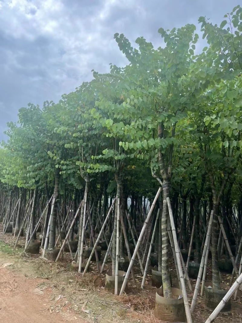 宫粉紫荆骨架10至18公分现货直销