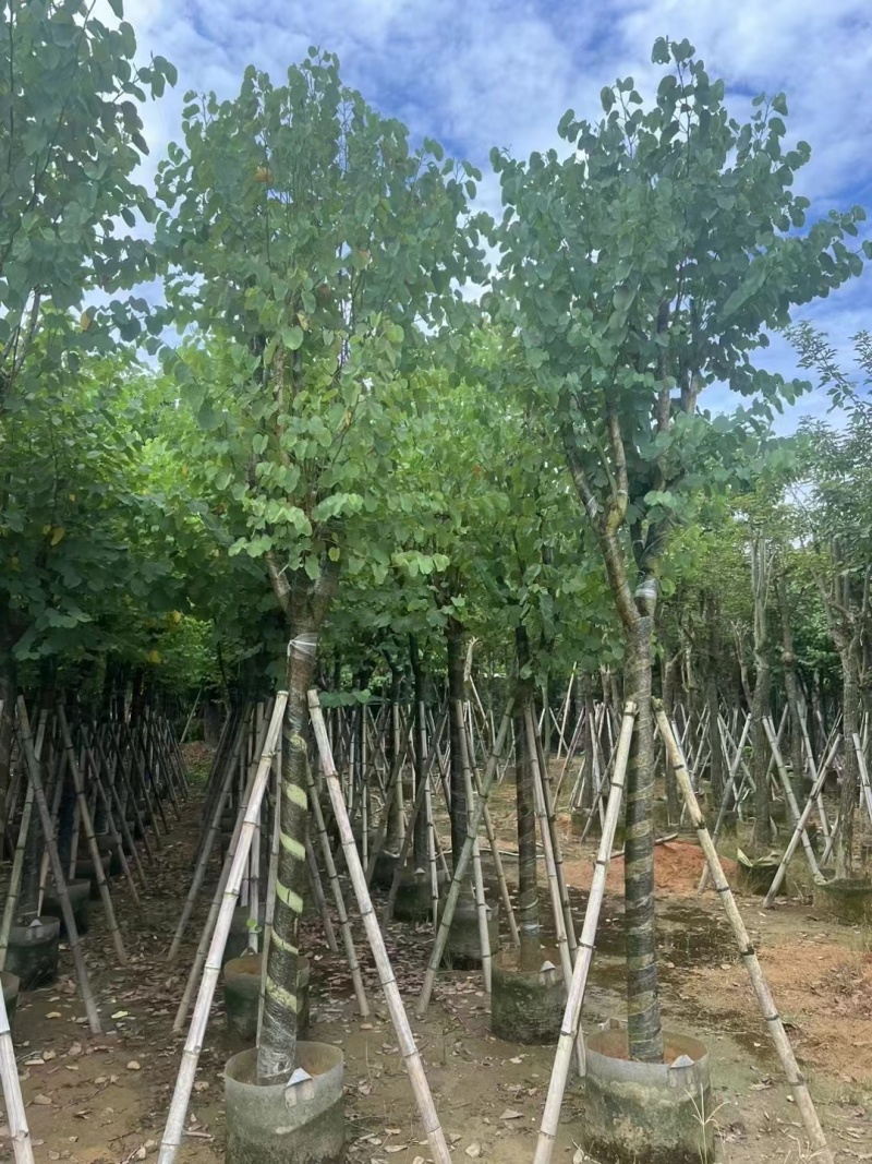 宫粉紫荆骨架10至18公分现货直销
