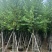 宫粉紫荆骨架10至18公分现货直销