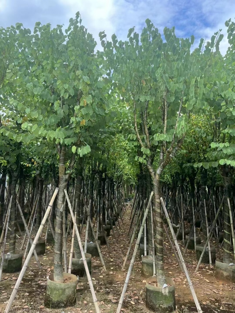 宫粉紫荆骨架10至18公分现货直销